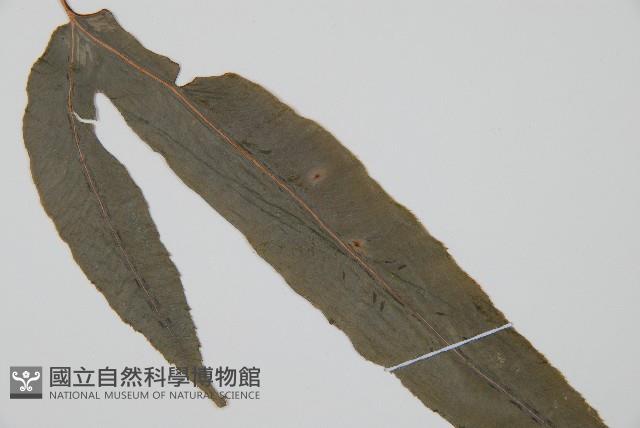 崇澍蕨藏品圖，第3張