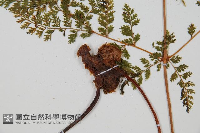 台灣小膜蓋蕨藏品圖，第3張
