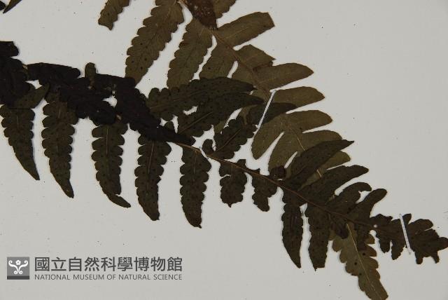 登錄號:P008484藏品圖，第3張