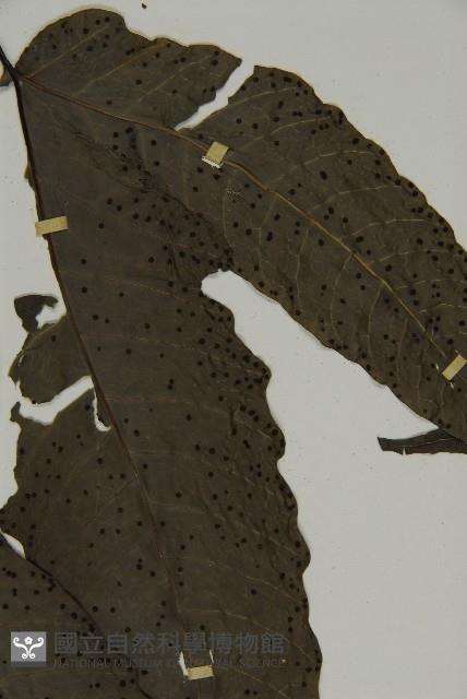 燕尾三叉蕨藏品圖，第3張