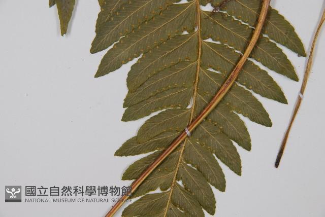 邊緣鱗蓋蕨藏品圖，第3張