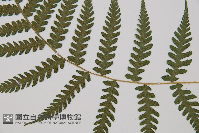 東洋蹄蓋蕨藏品圖，第3張