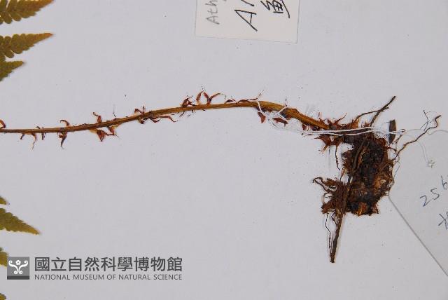 鱗柄短腸蕨藏品圖，第3張