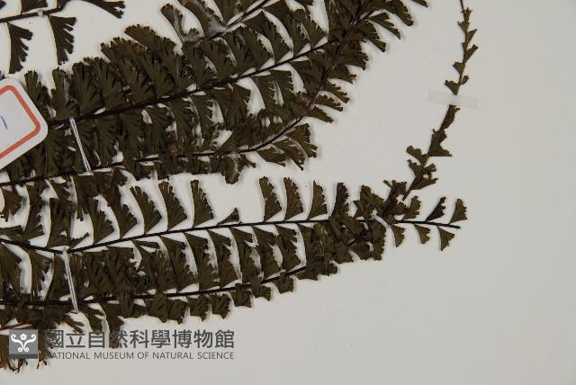 鞭葉鐵線蕨藏品圖，第3張