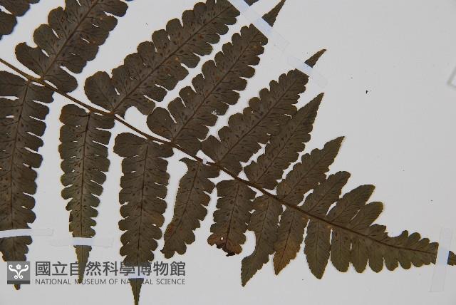 貞蕨藏品圖，第3張