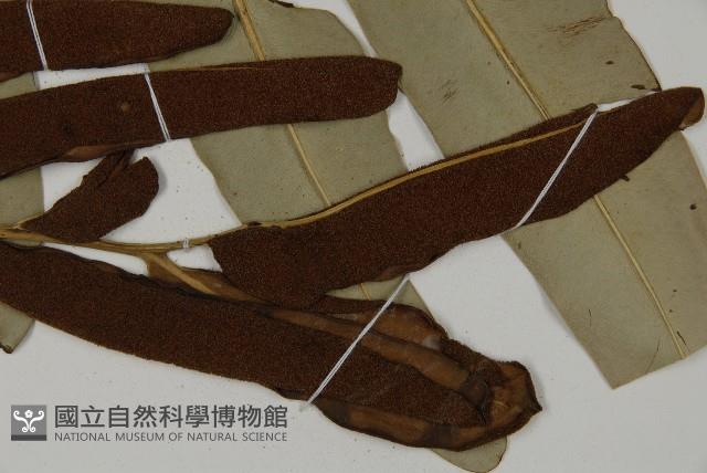 鹵蕨藏品圖，第3張
