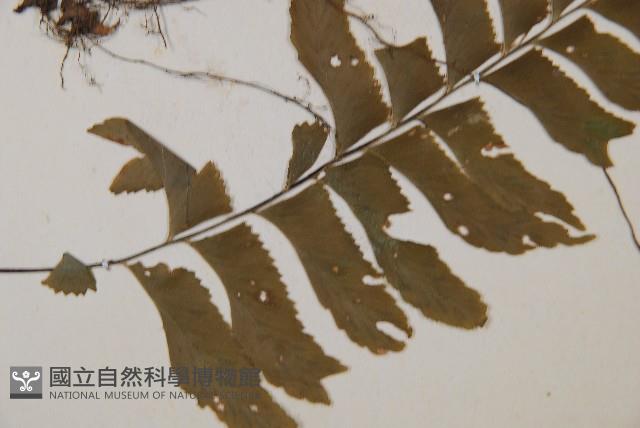 單邊鐵角蕨藏品圖，第3張