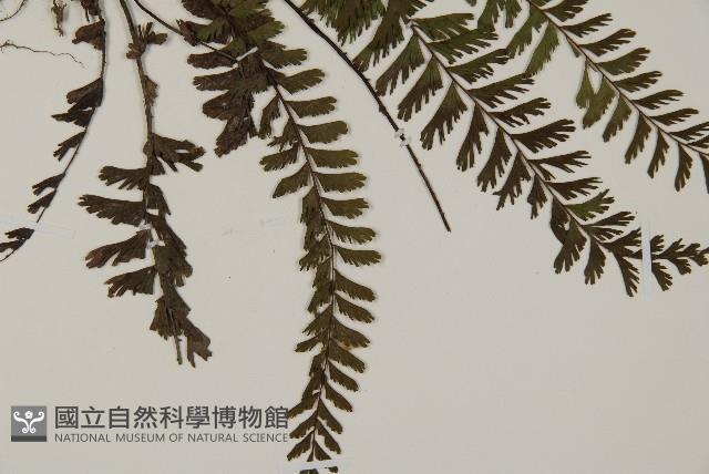 鞭葉鐵線蕨藏品圖，第3張