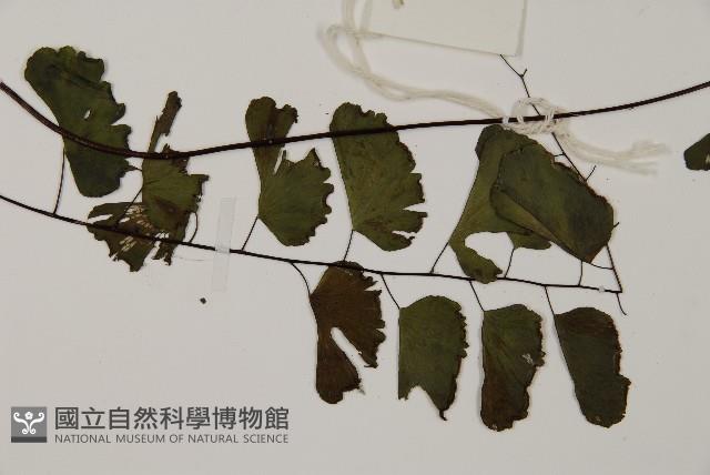 半月形鐵線蕨藏品圖，第3張