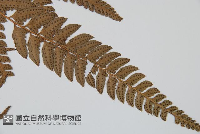 中華複葉耳蕨藏品圖，第3張
