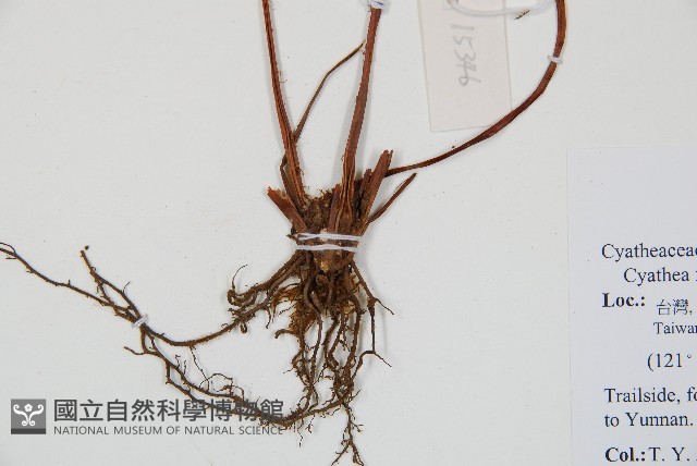 蘭嶼筆筒樹、蘭嶼桫欏藏品圖，第3張