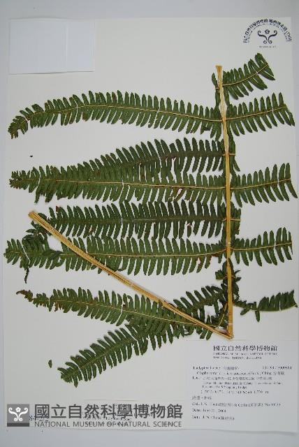 大葉金星蕨藏品圖，第3張