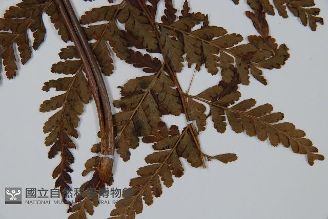 粗毛鱗蓋蕨藏品圖，第3張