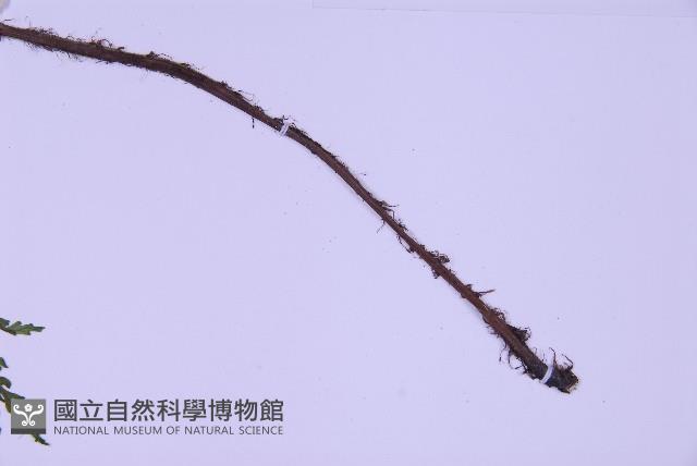 尖葉鐵角蕨藏品圖，第3張