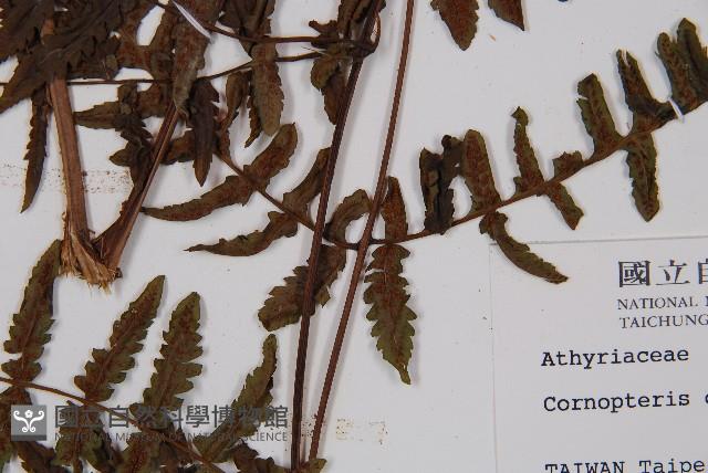 黑葉貞蕨藏品圖，第3張