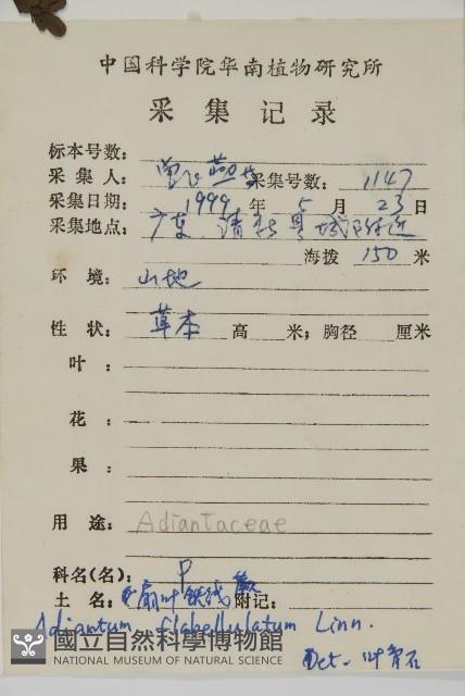 扇葉鐵線蕨藏品圖，第2張