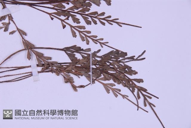 長生鐵角蕨藏品圖，第3張