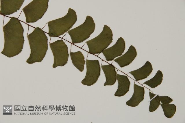 半月形鐵線蕨藏品圖，第2張