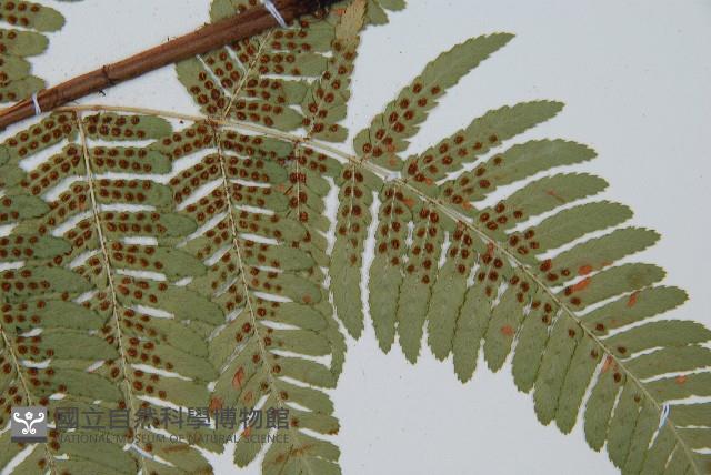 登錄號:P011129藏品圖，第3張