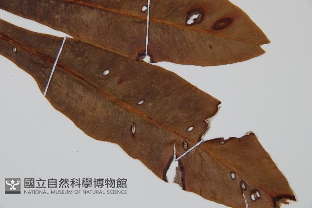 狹基巢蕨藏品圖，第3張