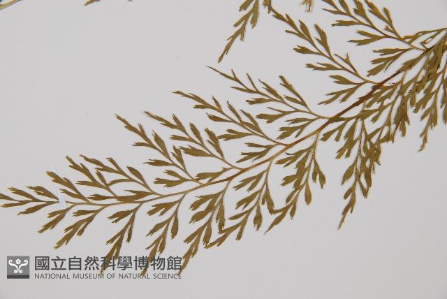 威氏鐵角蕨藏品圖，第3張