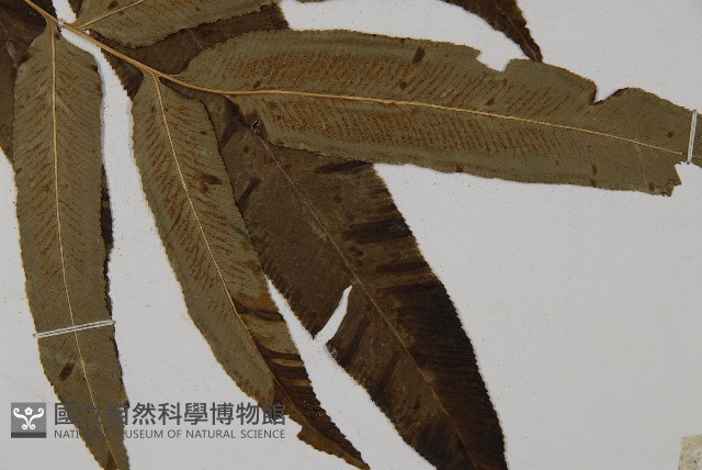 華鳳丫蕨藏品圖，第3張