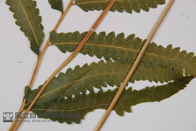 邊緣鱗蓋蕨藏品圖，第3張