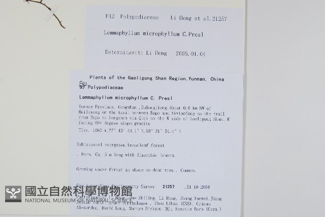 抱樹蕨、伏石蕨藏品圖，第2張