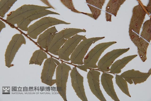 貫眾蕨藏品圖，第3張