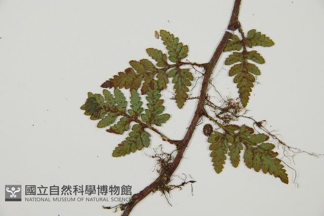 陰石蕨藏品圖，第3張