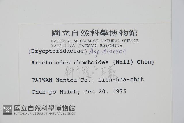 斜方複葉耳蕨藏品圖，第2張