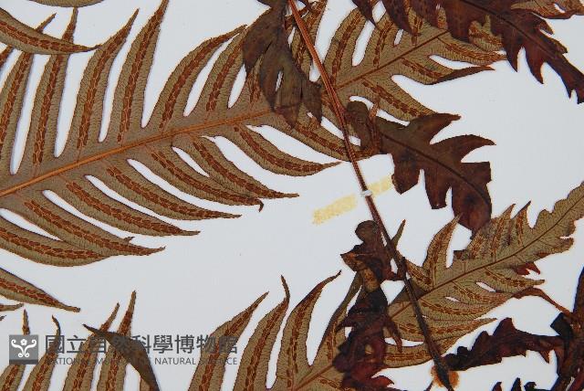 生芽狗脊蕨、頂芽狗脊蕨藏品圖，第3張