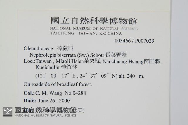 長葉腎蕨藏品圖，第2張