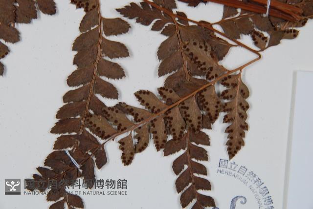 屋久複葉耳蕨藏品圖，第3張