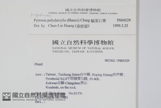 槭葉石葦藏品圖，第2張