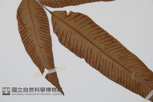 細柄雙蓋蕨藏品圖，第3張