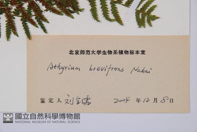 短葉蹄蓋蕨藏品圖，第6張