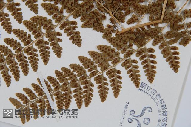 哈氏假複葉耳蕨藏品圖，第6張