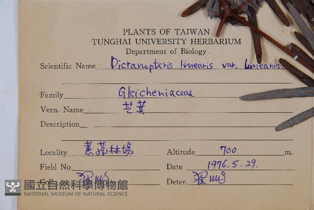 芒萁藏品圖，第2張