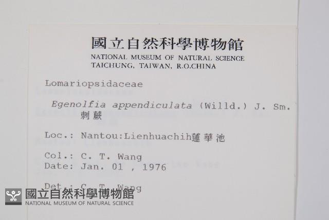 刺蕨藏品圖，第2張