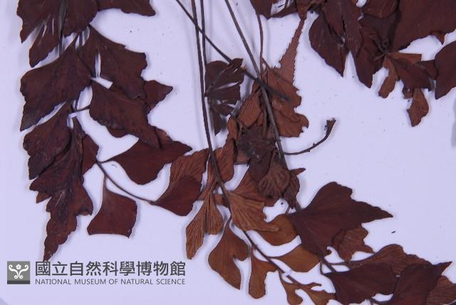 石生鐵角蕨藏品圖，第3張