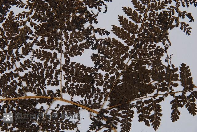 稀子蕨藏品圖，第3張