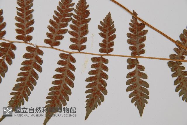 假蹄蓋蕨、東洋蹄蓋蕨藏品圖，第3張