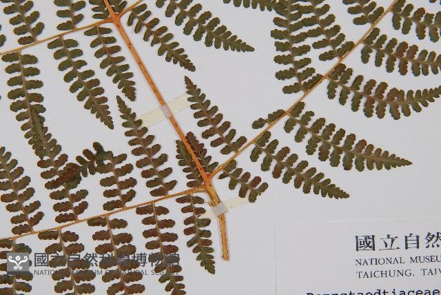 刺柄碗蕨藏品圖，第3張