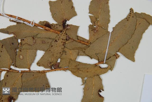 鐮羽貫眾藏品圖，第3張