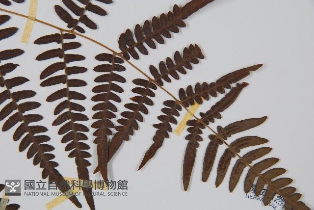 蕨藏品圖，第3張