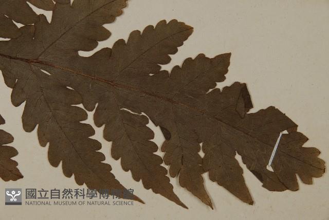 陰地三叉蕨藏品圖，第3張