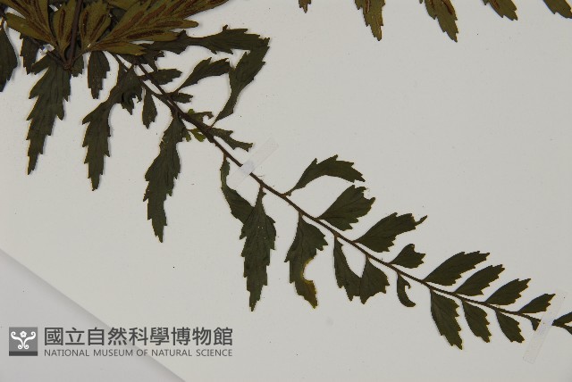 登錄號:P011829藏品圖，第3張