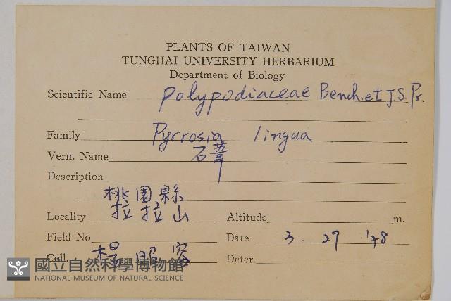 石葦藏品圖，第2張