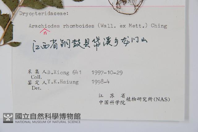 斜方複葉耳蕨藏品圖，第2張